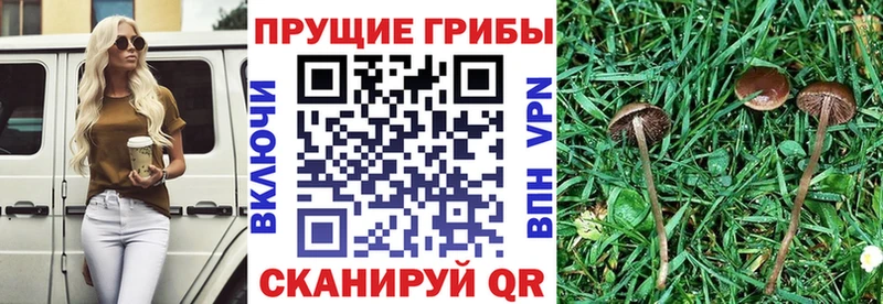 купить   даркнет Telegram  Галлюциногенные грибы ЛСД  Сергач  ОМГ ОМГ зеркало 